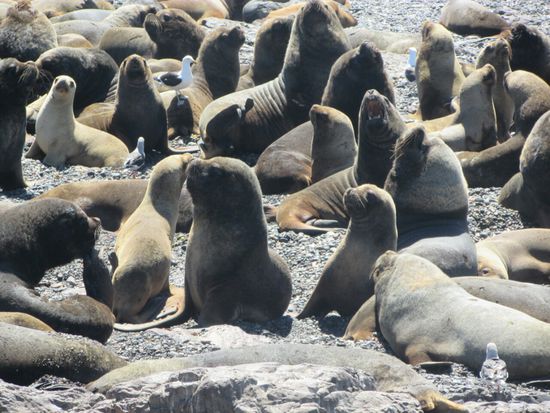 Wer hat denn schon so einen Harem?