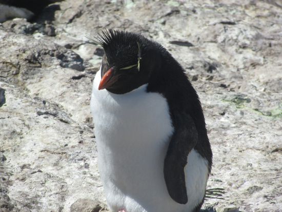 Sehen hübsch aus die Rockhopper mit ihren Federn über den Augen.
Sie bewegen sich fast nur hüpfend auf den Felsen.