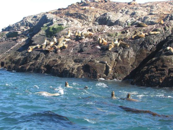 Unterwegs wird ein Stopp bei den Seelöwen eingelegt.