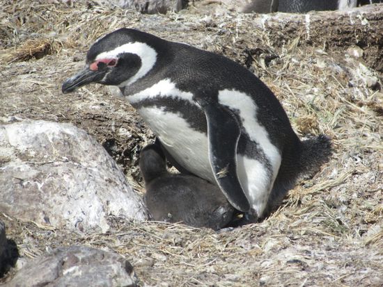 Der ist schon weiter.