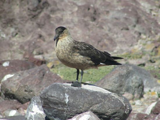 Inmitten der Pinguin-Kolonie, auf einem kleinen Hügel, hält dieser Räuber Ausschau nach kleinen unbeaufsichtigten Pinguin-Küken als Futter für seine Küken.