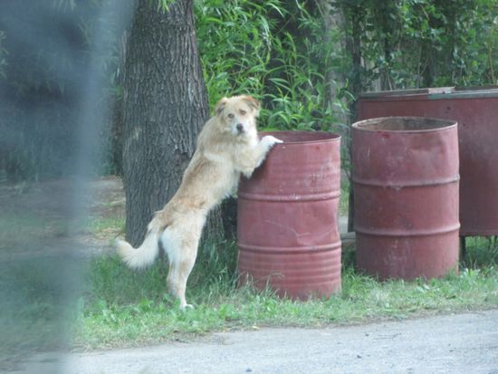 Auf jedem Campingplatz gibt es hungrige Hunde.