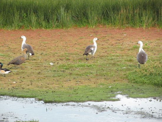 Auf dem Weg zum Gletscher kommen wir an einer Lagune vorbei und sehen viele Magellan-Gänse ...