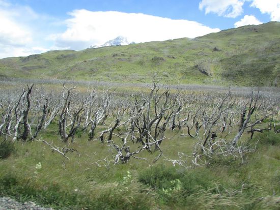 2011 hat ein Tourist ein Feuer verursacht, dem, angefacht durch den immerwährenden patagonischen Wind, 17.000 ha Wald zum Opfer fielen.