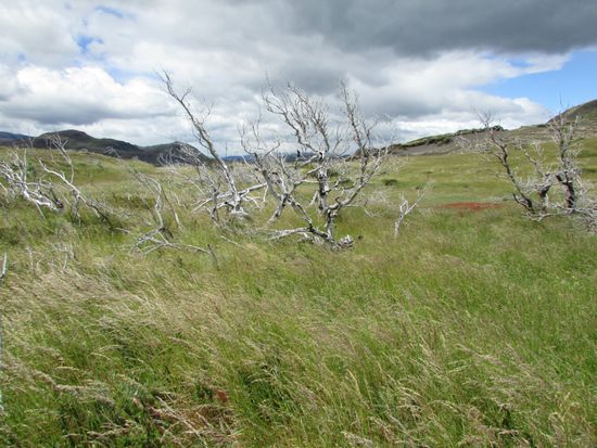 Es dauert viele hundert Jahres bis der Wald sich wieder erholt.