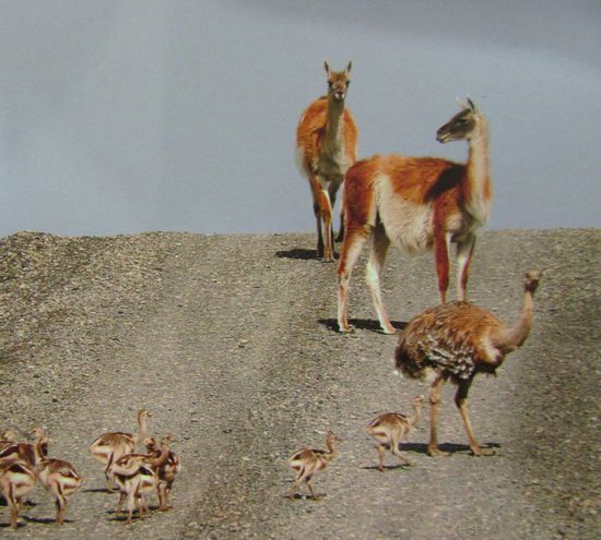 Guanacos und Nandus auf der Piste