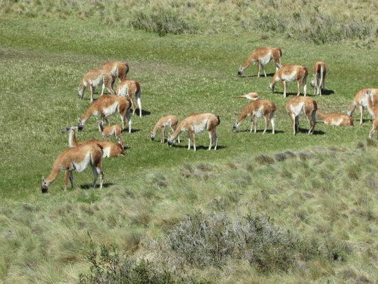 Im Park trifft man auf viele Guanaco Herden.