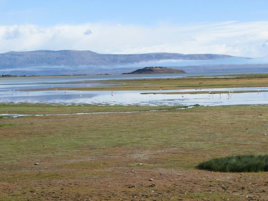 ... und auch Flamingos.