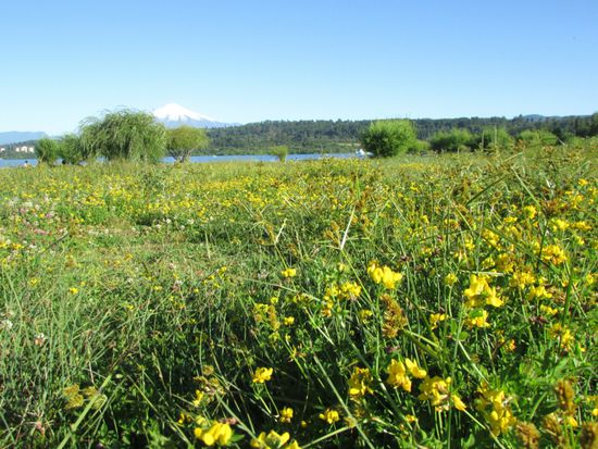 Blumenwiese mit Vulkan.