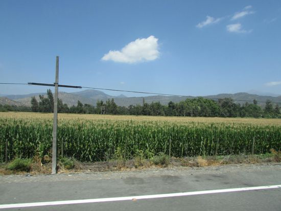 Der Mais steht schon ganz schön hoch.