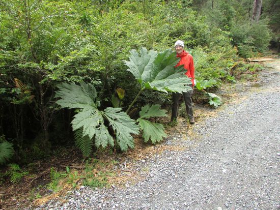 Lenca-Pflanze. Sieht wie großer Rhabarber aus. Soll man auch so kochen können. Nur der Stiel hat uns abgehalten, nämlich ...