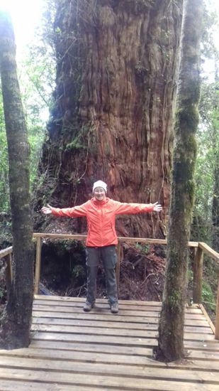 Zu den mächtigen Alercen. Sie können bis zu 4.000 Jahre alt werden.
Leider gibt es von diesen alten, mächtigen Bäumen nicht mehr viele. Wegen des harten Holzes wurden sie als Bauholz genutzt.