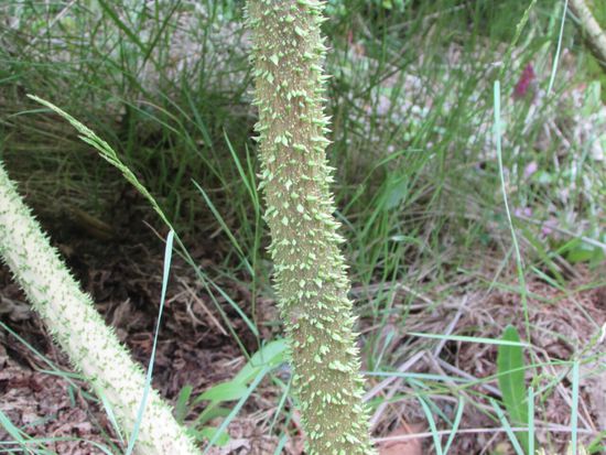 ... ganz schön stachelig.