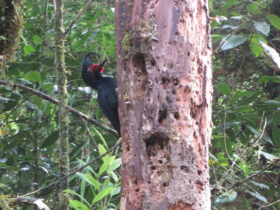 Ist eine leichte Arbeit für den Schwarzspecht.