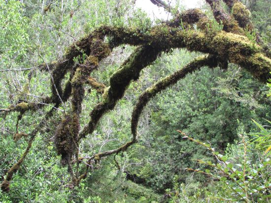 Im kalten Regenwald. Alles ist mit Moos überwuchert.