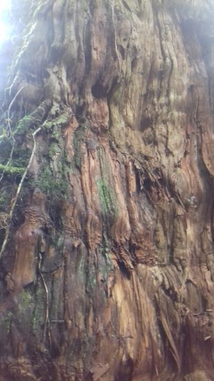 Ganz raue und weiche Borke.