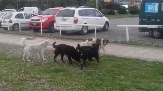 Die vielen herrenlose Hunde sind schon lästig.
Diese Hündin hat sich vor lauter Verzweifelung unter unser Womo verkrochen.