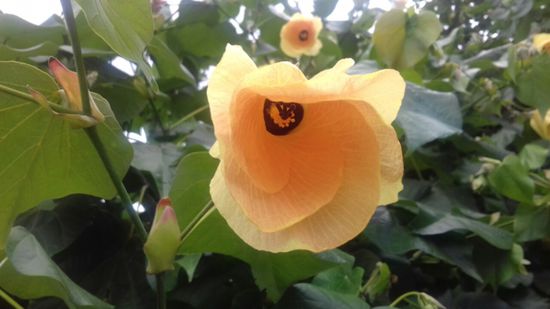 Überall üppige Blumen