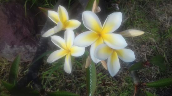 Eine schöner als ...