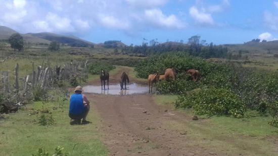 Auf der Insel gibt es viele Wildpferde.