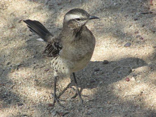 Der chilenische Roadrunner.
Er rennt genauso wie sein nordamerikanischer Kollege sehr schnell und fliegt ganz selten.