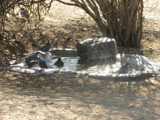 Am Abend kommen viele Tiere zur Tränke.