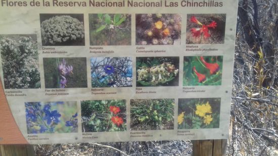 So schön kann die Wüste  blühen, wenn Regen fällt.