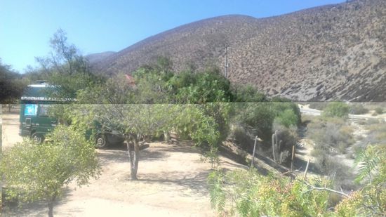 Auf dem Stellplatz bei den Chinchillas stehen wir unter Pfefferbäumen.