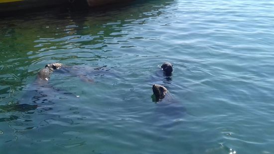 ... Seelöwen warten, dass etwas für sie abfällt, wenn die Fischer ihren Fang bearbeiten.