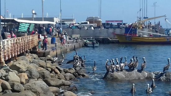 In Guanaqueros: Pelikane und ...