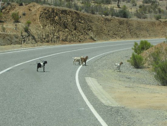 Bei der Weiterfahrt zum Observatorium laufen immer wieder Ziegen über die Straße.