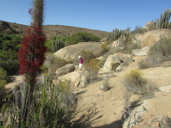 ... und auch blühende Kakteen.