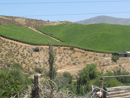 Wenn Wasser da ist, kann alles angebaut werden.