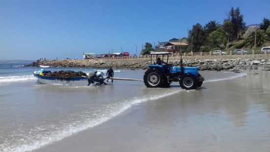 Tang-Ernte in Los Mollos