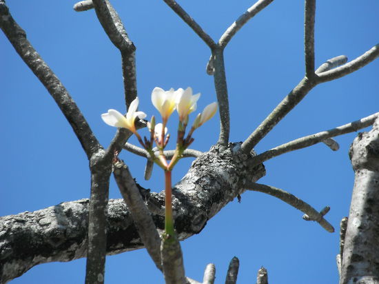 aber dafür wunderschöne, dickblättrige, fleischige rosa weiße Blüten.