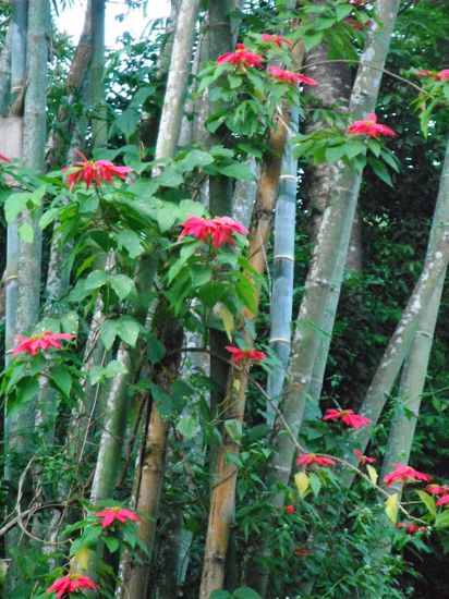 wild wachsende Weihnachtssterne !!!