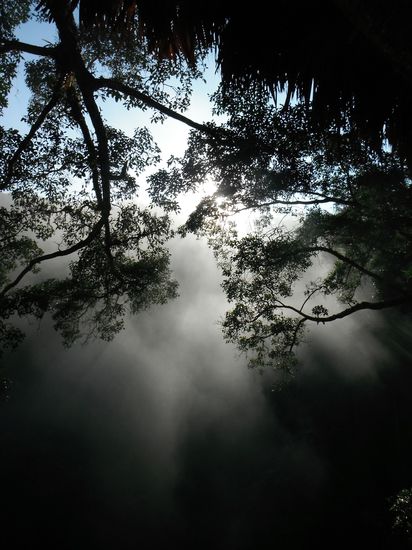 Morgenstimmung im Baumhaus