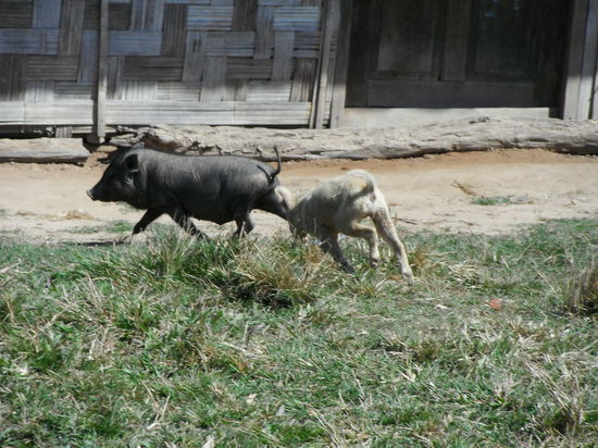 Hündchen jagt Schweinchen, manchmal hats er es am Schweins-Haxerl erwischt und festgehalten, trotzdem hats sehr spielerisch gewirkt