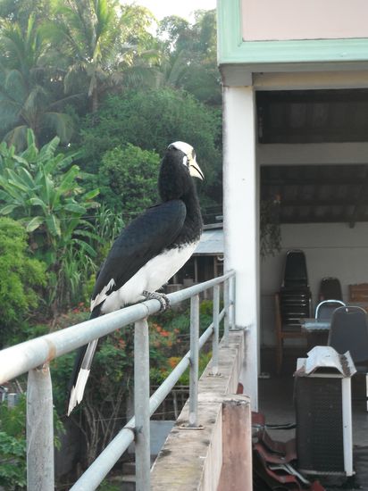 von rechts hintend kommend - da wars -