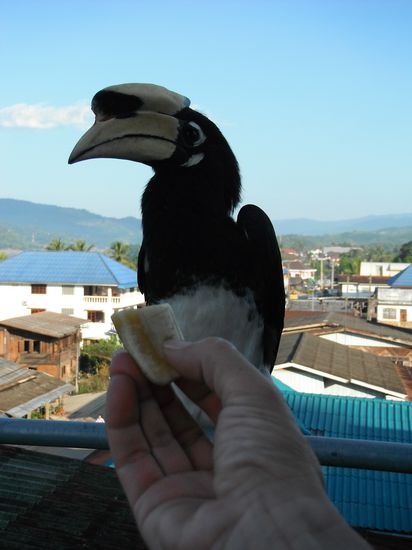 Raubtierfütterung !