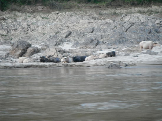 Wasserbüffel beim Siesta halten !
