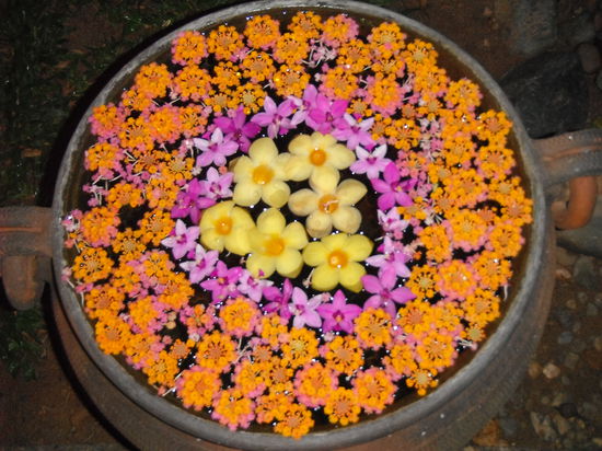 Dekoration im "Villa Santi Hotel"- Blueten die im Wasser schwimmen