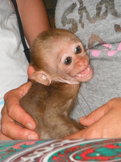 das Aeffchen noch in den Armen der deutschen Dame