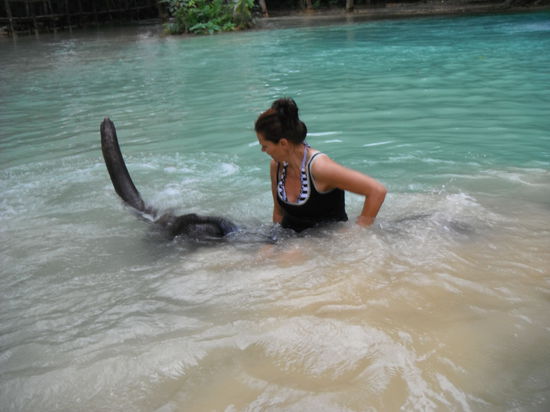 Ja, wo ist denn der Efelant ?