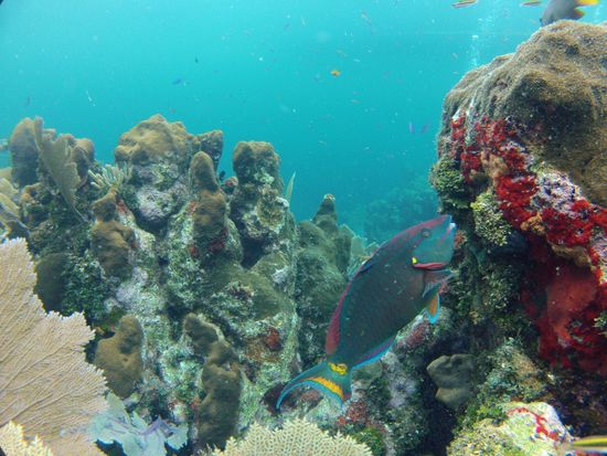 Die Unterwasserwelt von Utila