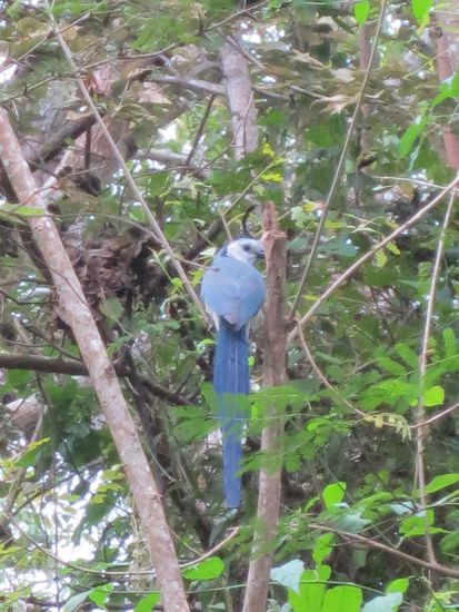 juhu, ein blaues Vögelchen...viel mehr haben wir auf der Wanderung leider nicht gesehen