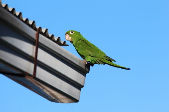 der saß öfter mal draußen im Garten