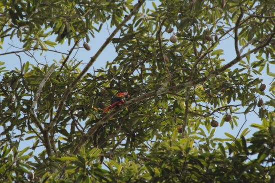 Ara hockt im Baum