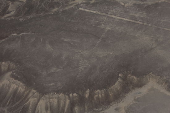 ein Kolibri - wie man unschwer erkennen kann