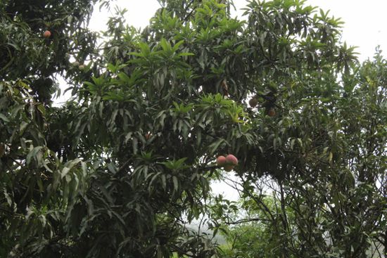 ....und Mangos